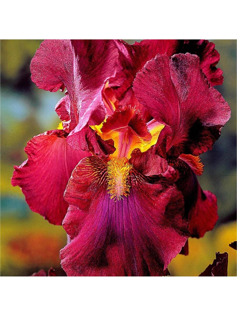 196 piezas de flores de iris barbadas en flor