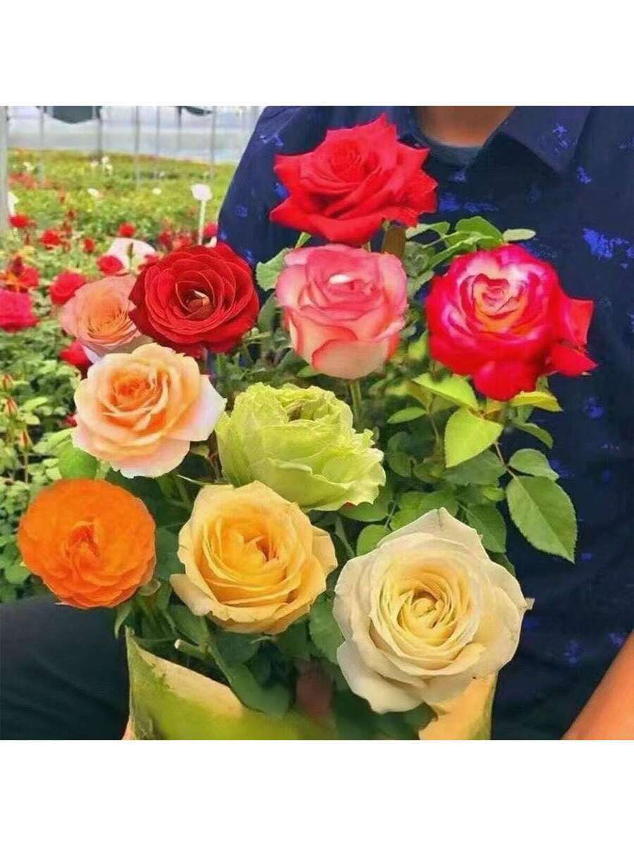 Rosa de Colores Mixtas - 100 semillas
