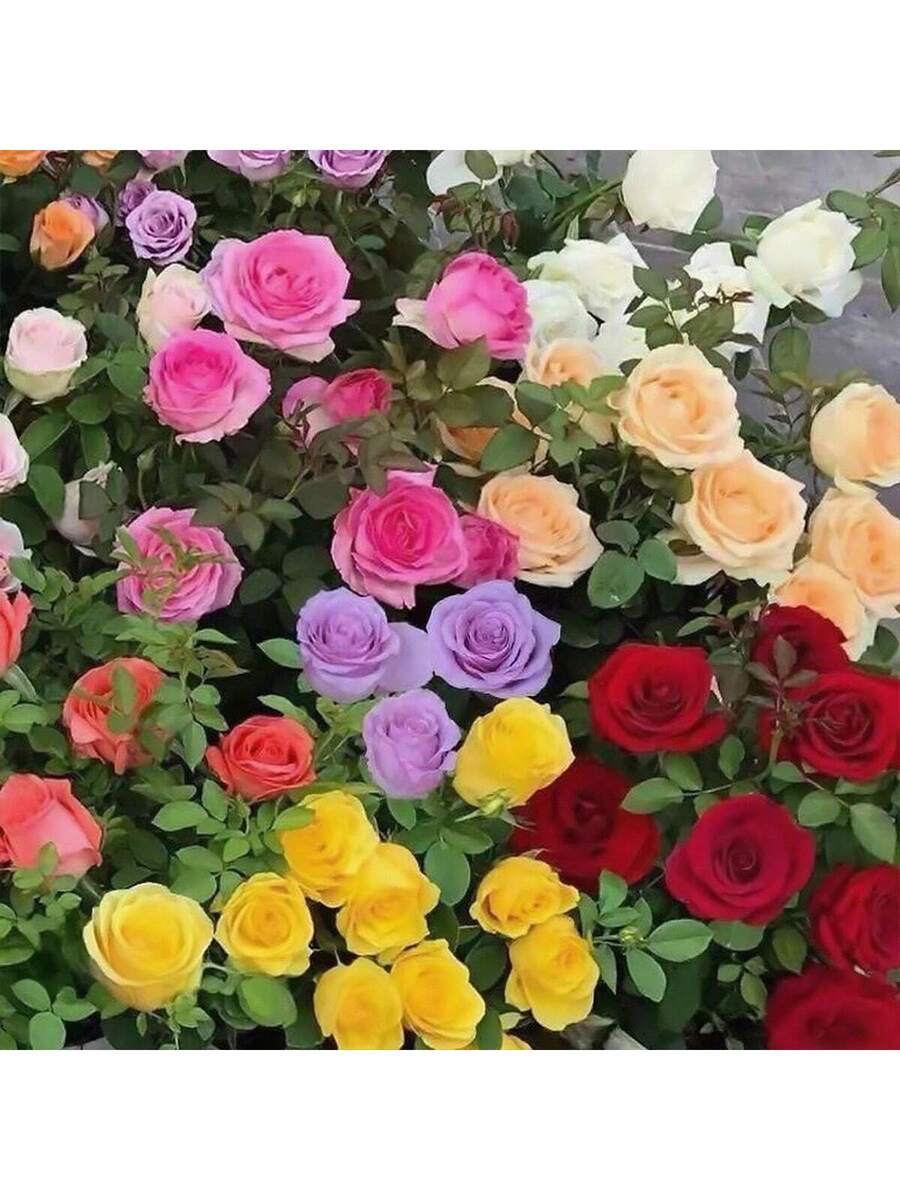 Rosa de Colores Mixtas - 100 semillas