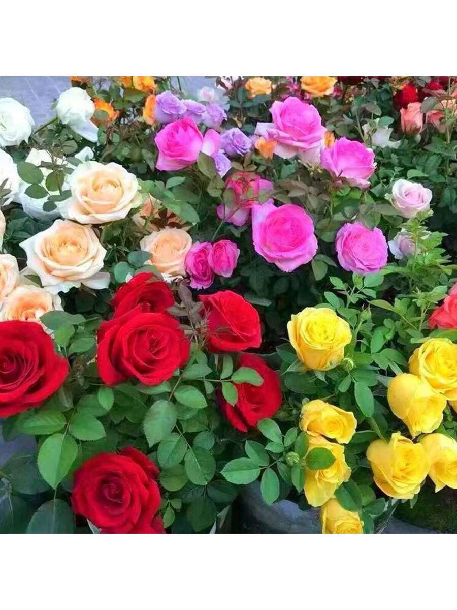 Rosa de Colores Mixtas - 100 semillas