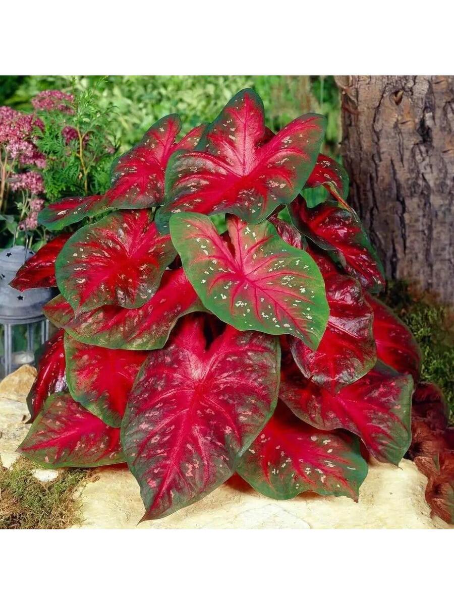 Variedades raras de semillas de flor de ciruelo