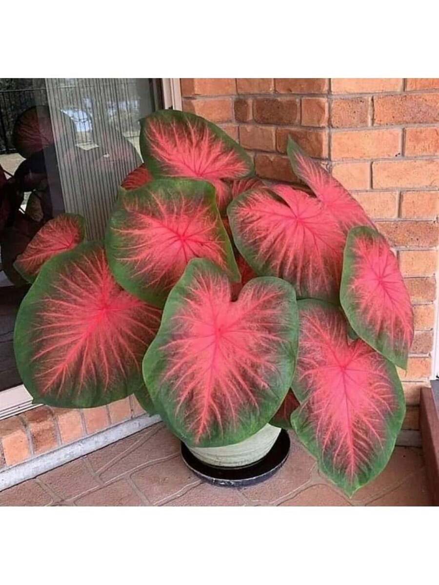 Variedades raras de semillas de flor de ciruelo