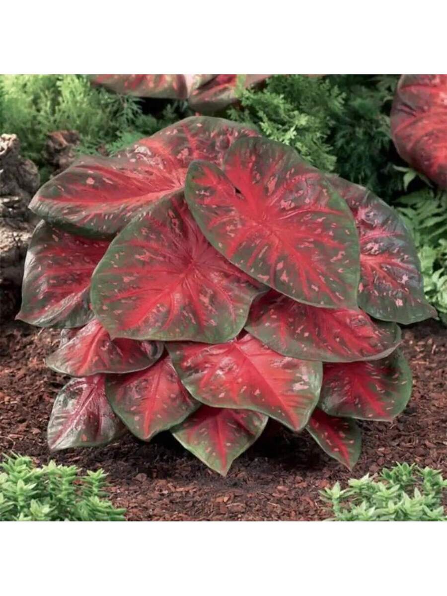 Variedades raras de semillas de flor de ciruelo