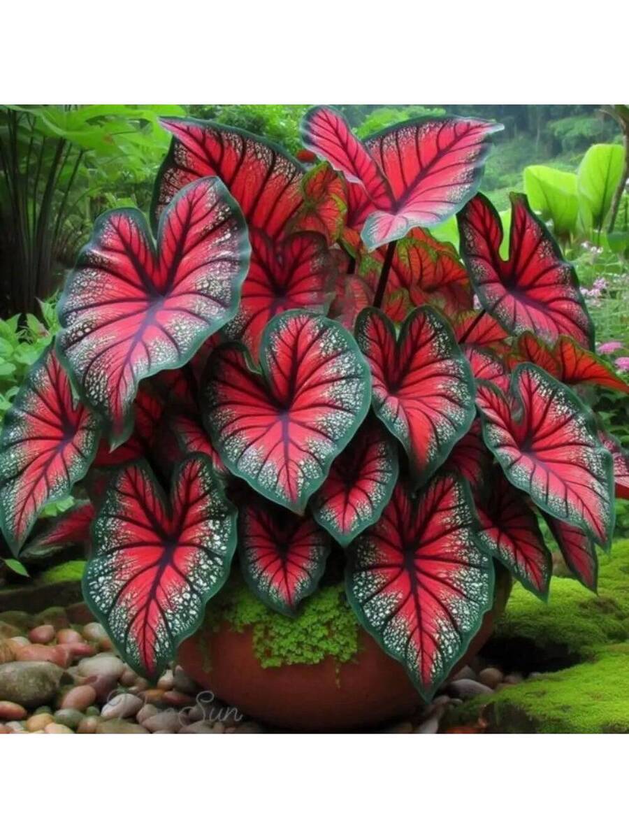 Variedades raras de semillas de flor de ciruelo