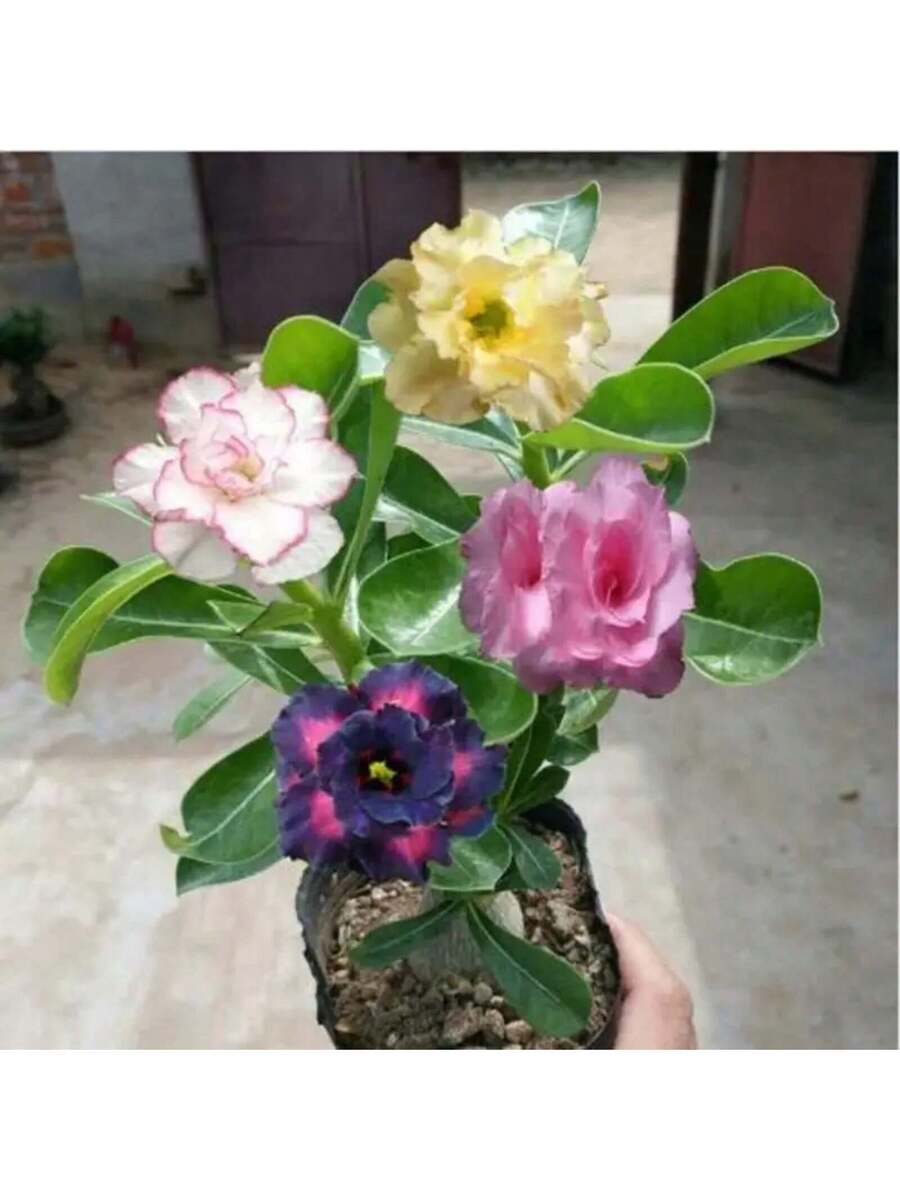 179 piezas de semillas de rosa del desierto