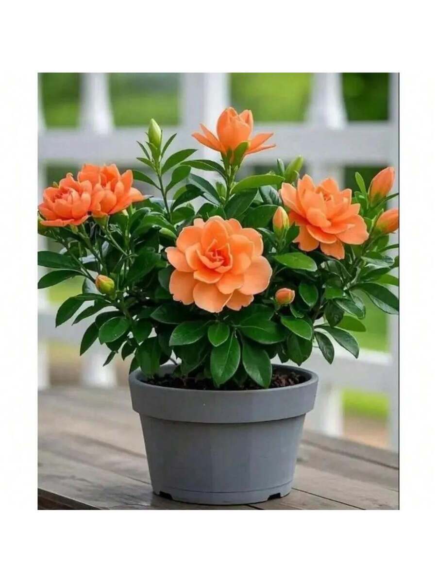 Semillas de Gardenia de fragancia fuerte que purifican el aire