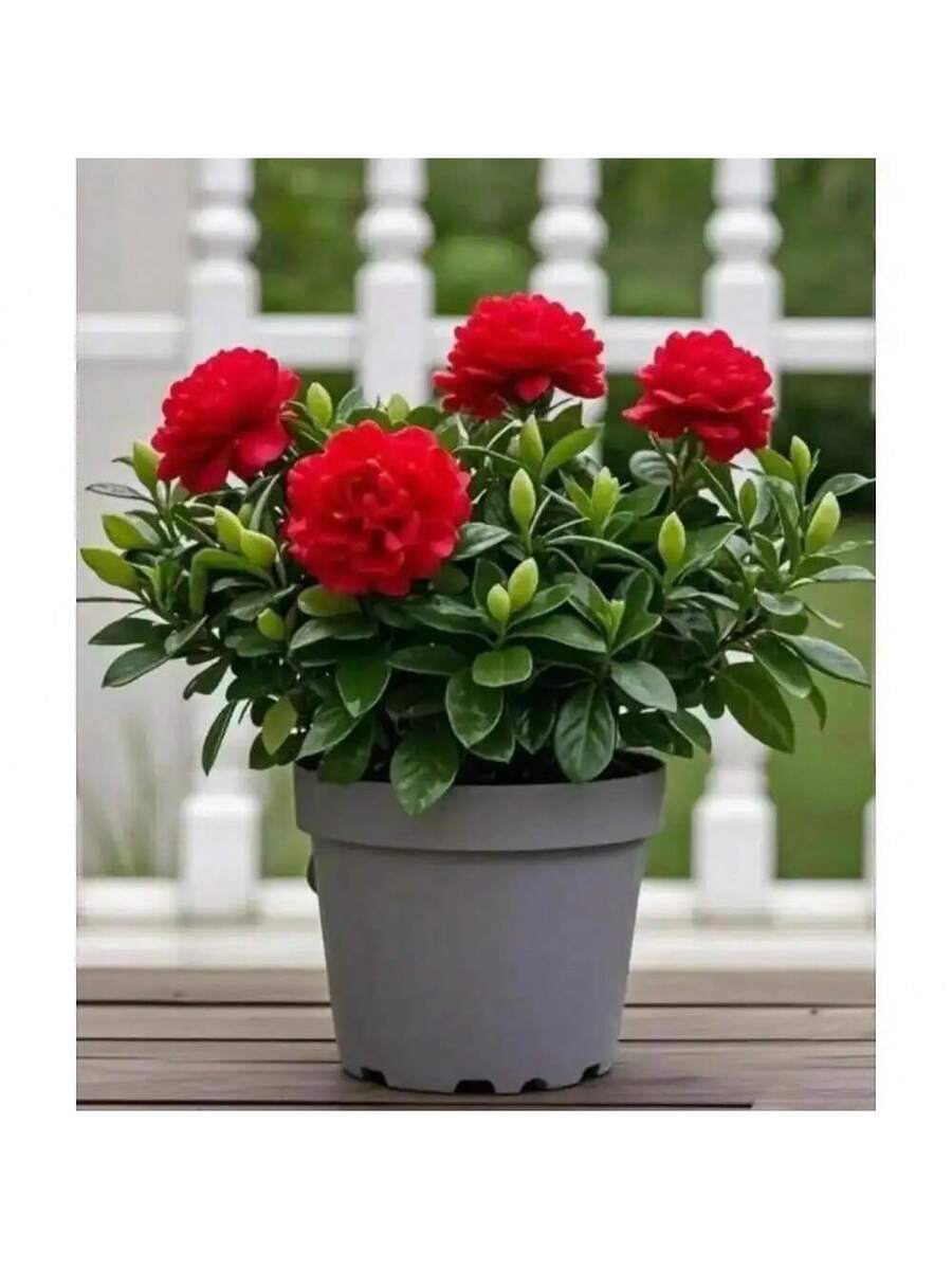 Semillas de Gardenia de fragancia fuerte que purifican el aire