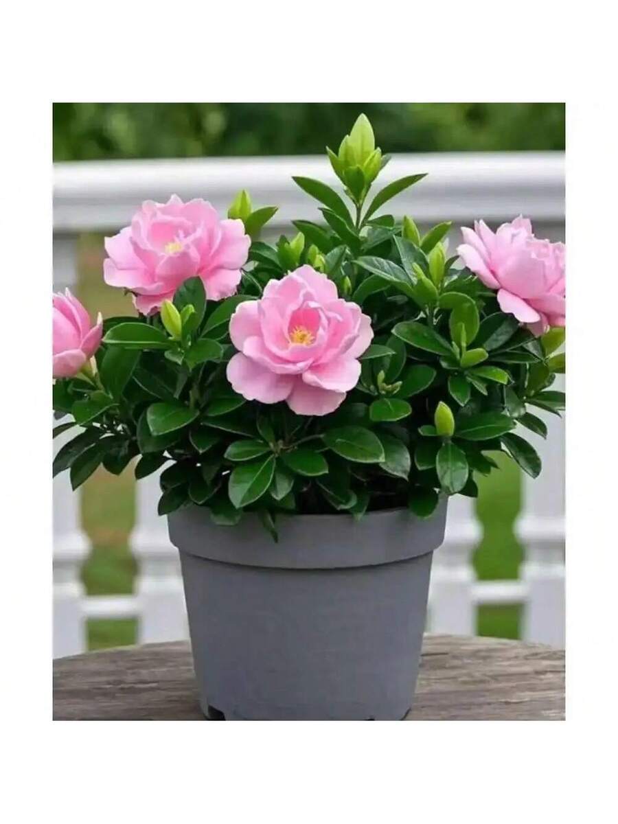 Semillas de Gardenia de fragancia fuerte que purifican el aire