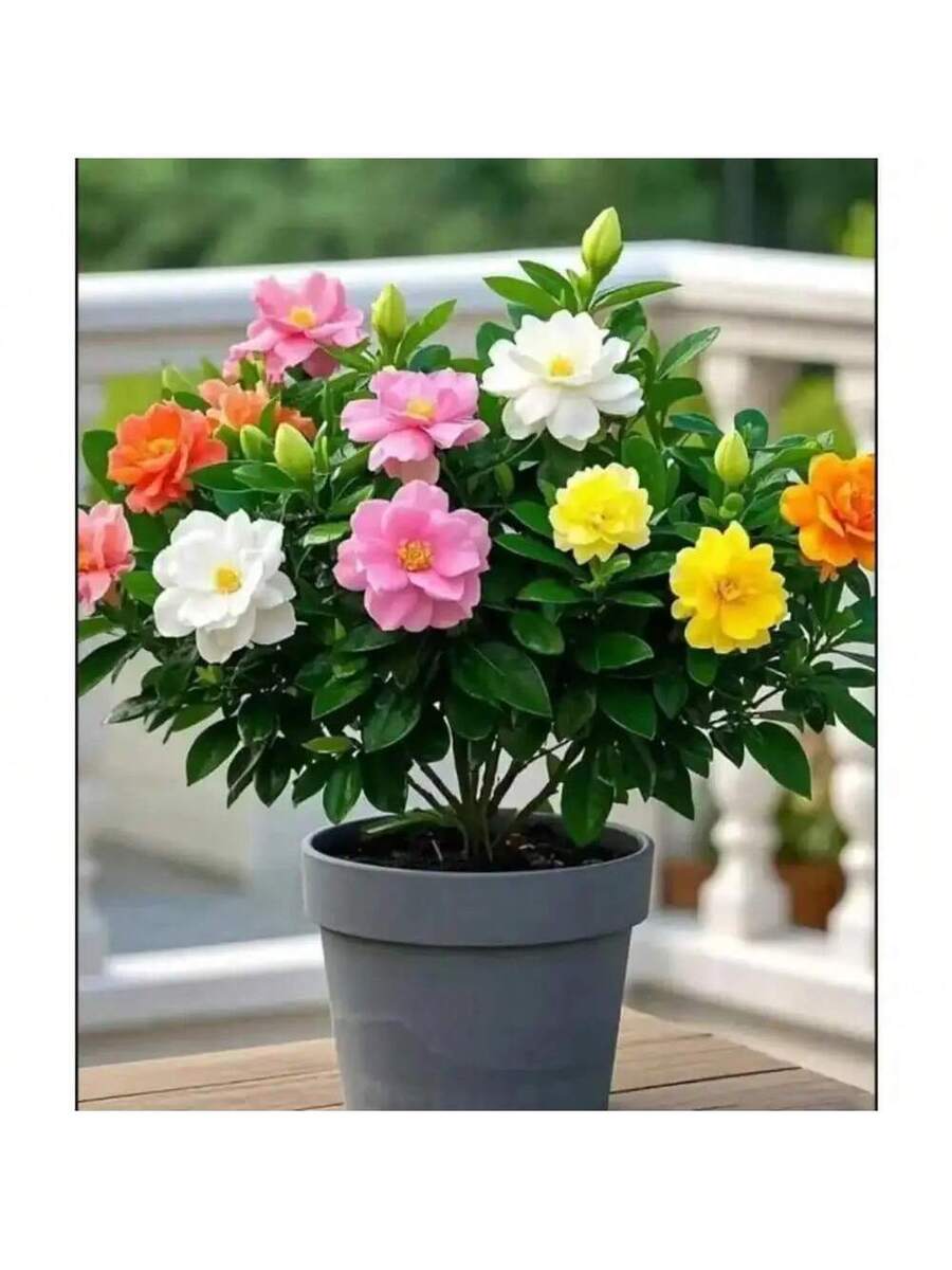 Semillas de Gardenia de fragancia fuerte que purifican el aire
