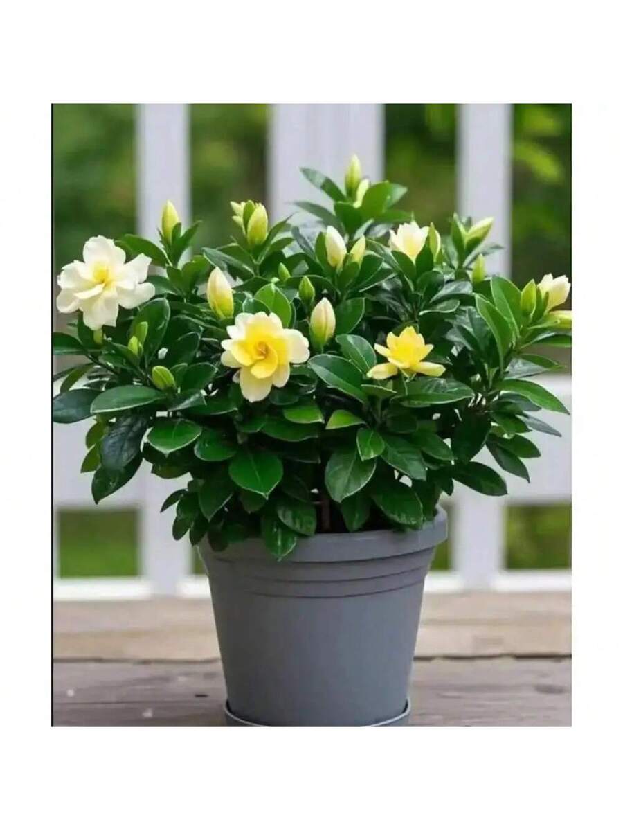 Semillas de Gardenia de fragancia fuerte que purifican el aire