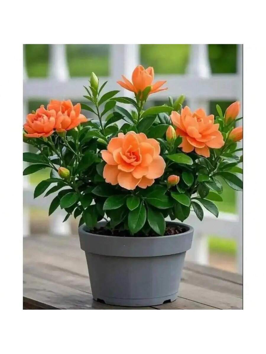 Semillas de Gardenia de fragancia fuerte que purifican el aire
