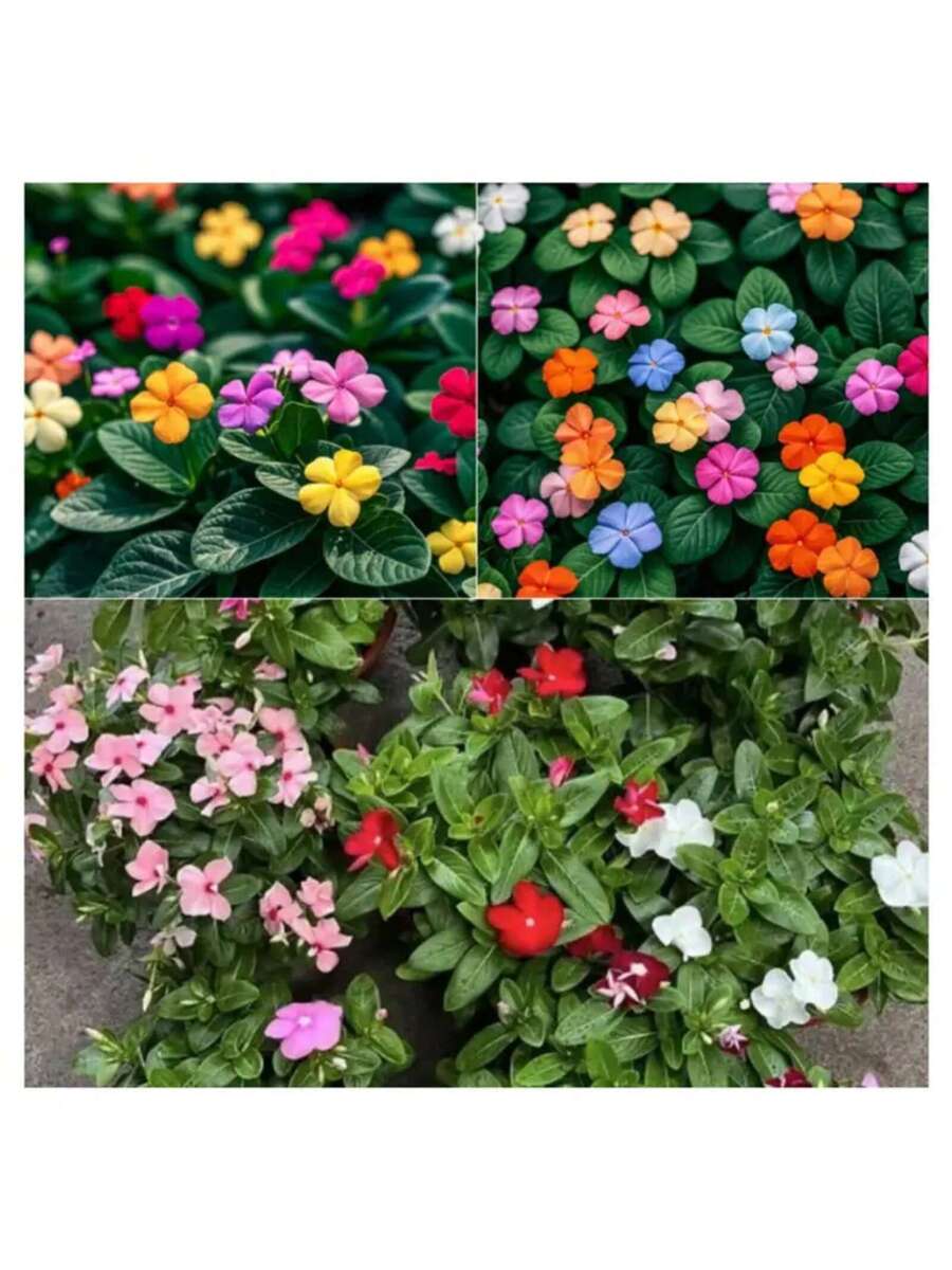 156 piezas de flores pequeñas semillas de peonía y pervinca