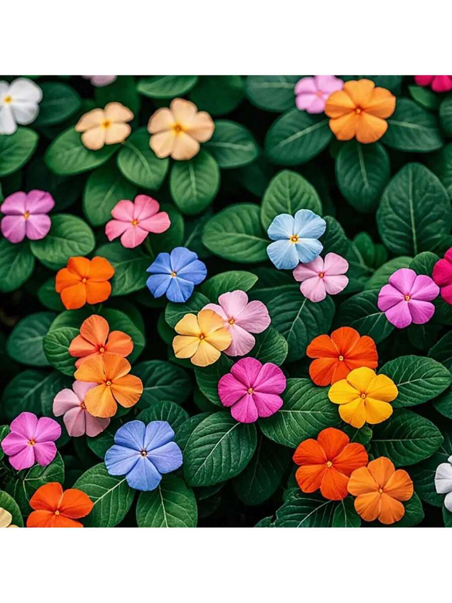 156 piezas de flores pequeñas semillas de peonía y pervinca