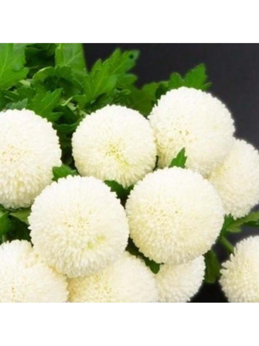Semillas de Flor de Bola de Nieve Blanca