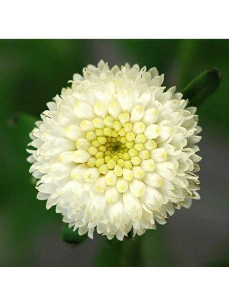 Semillas de Flor de Bola de Nieve Blanca