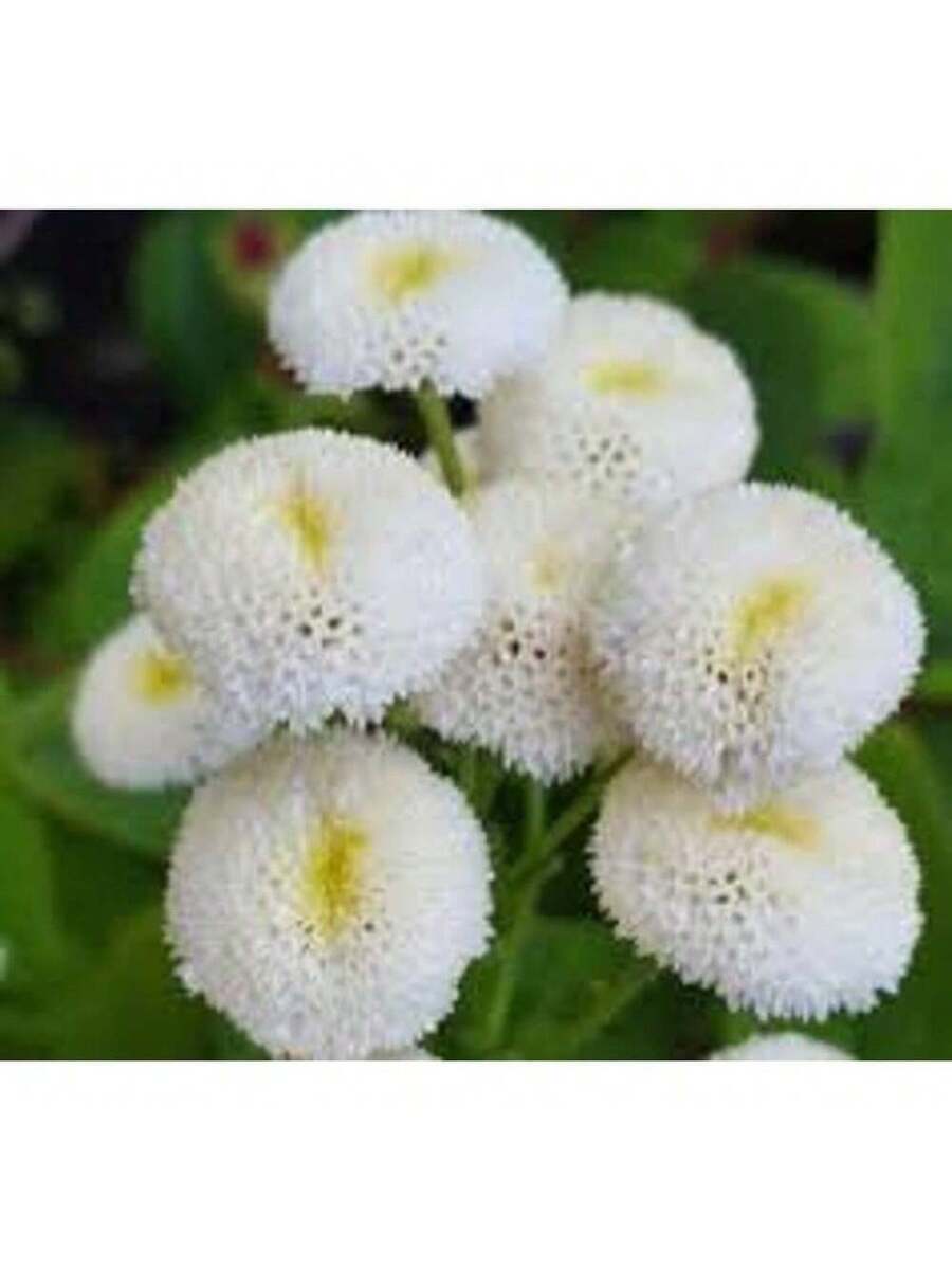 Semillas de Flor de Bola de Nieve Blanca