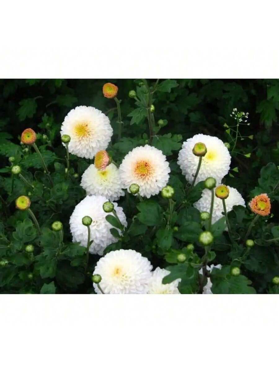 Semillas de Flor de Bola de Nieve Blanca