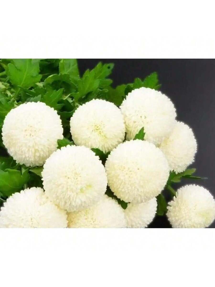 Semillas de Flor de Bola de Nieve Blanca