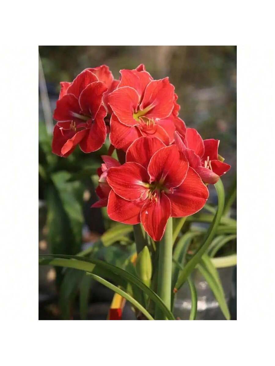256 piezas de semillas de amarilis