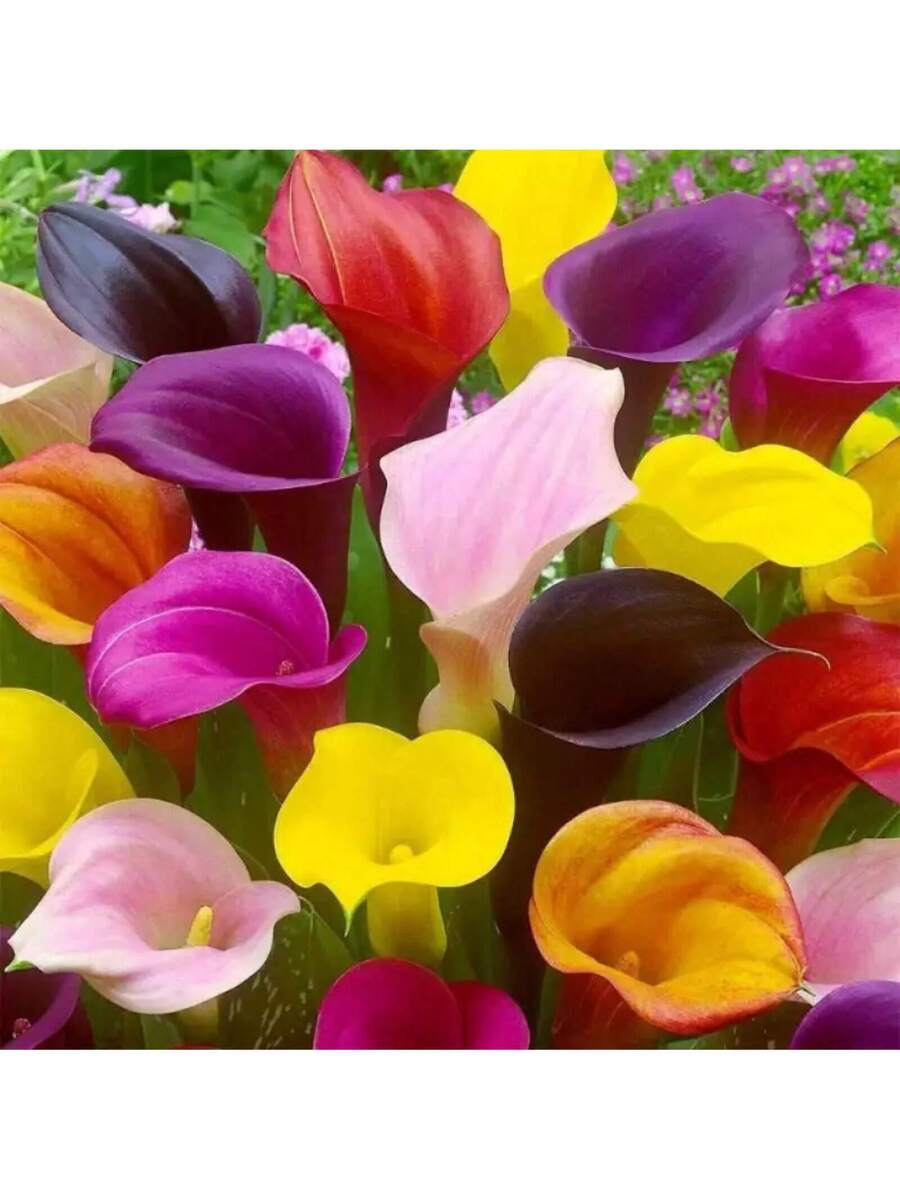 145 piezas de semillas de lirio de cala para plantar de colores mixtos