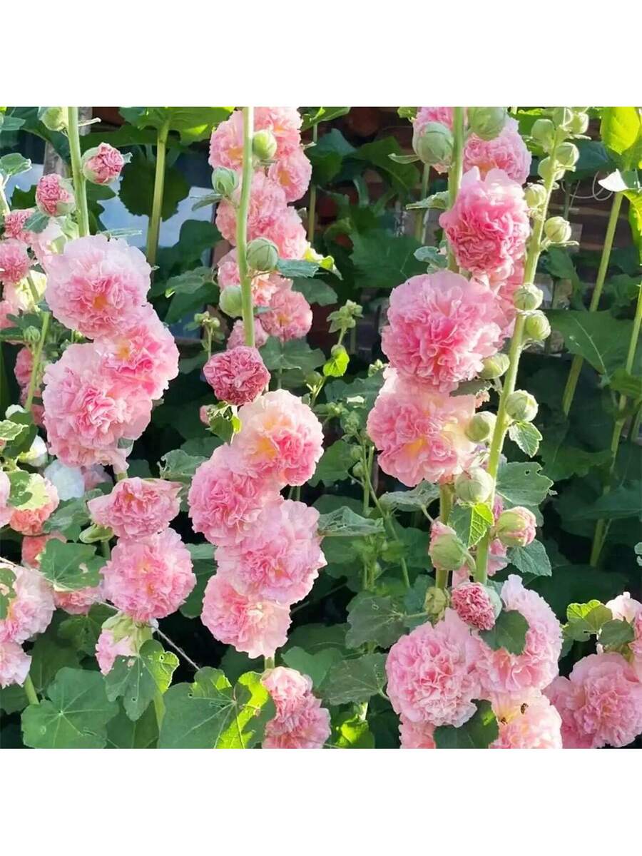 100+ Semillas de Malva Gigante Mezcla de Carnaval Semillas de Flores de Malva
