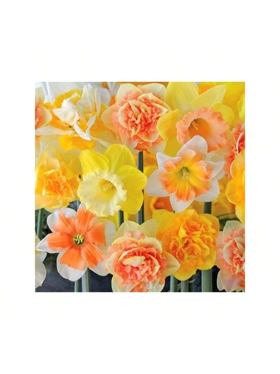 2 Piezas de Bulbos de Narciso