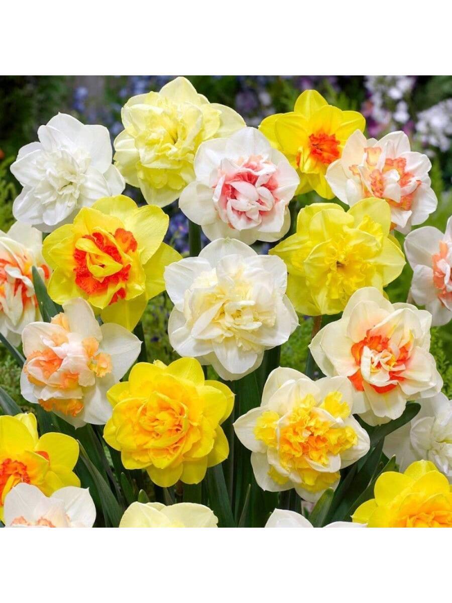 2 Piezas de Bulbos de Narciso