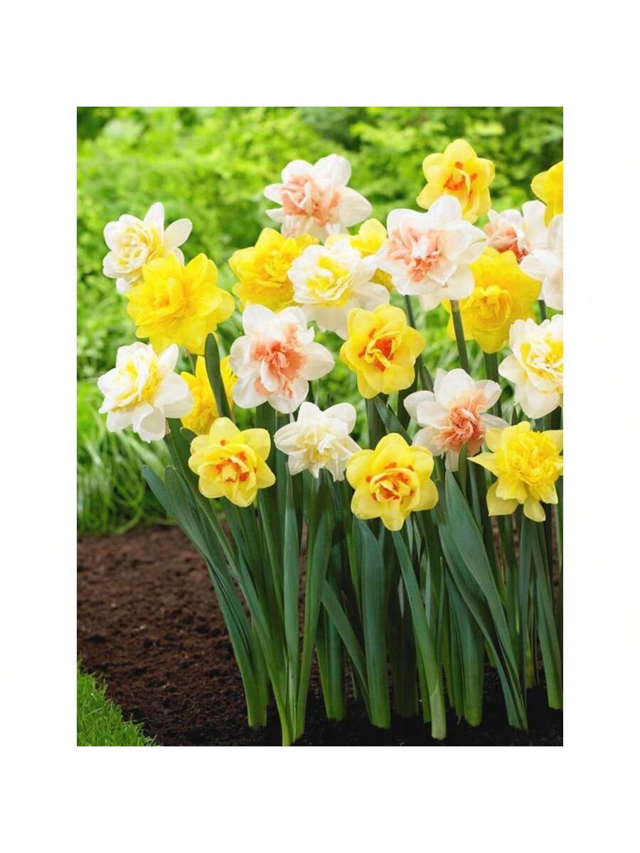 2 Piezas de Bulbos de Narciso