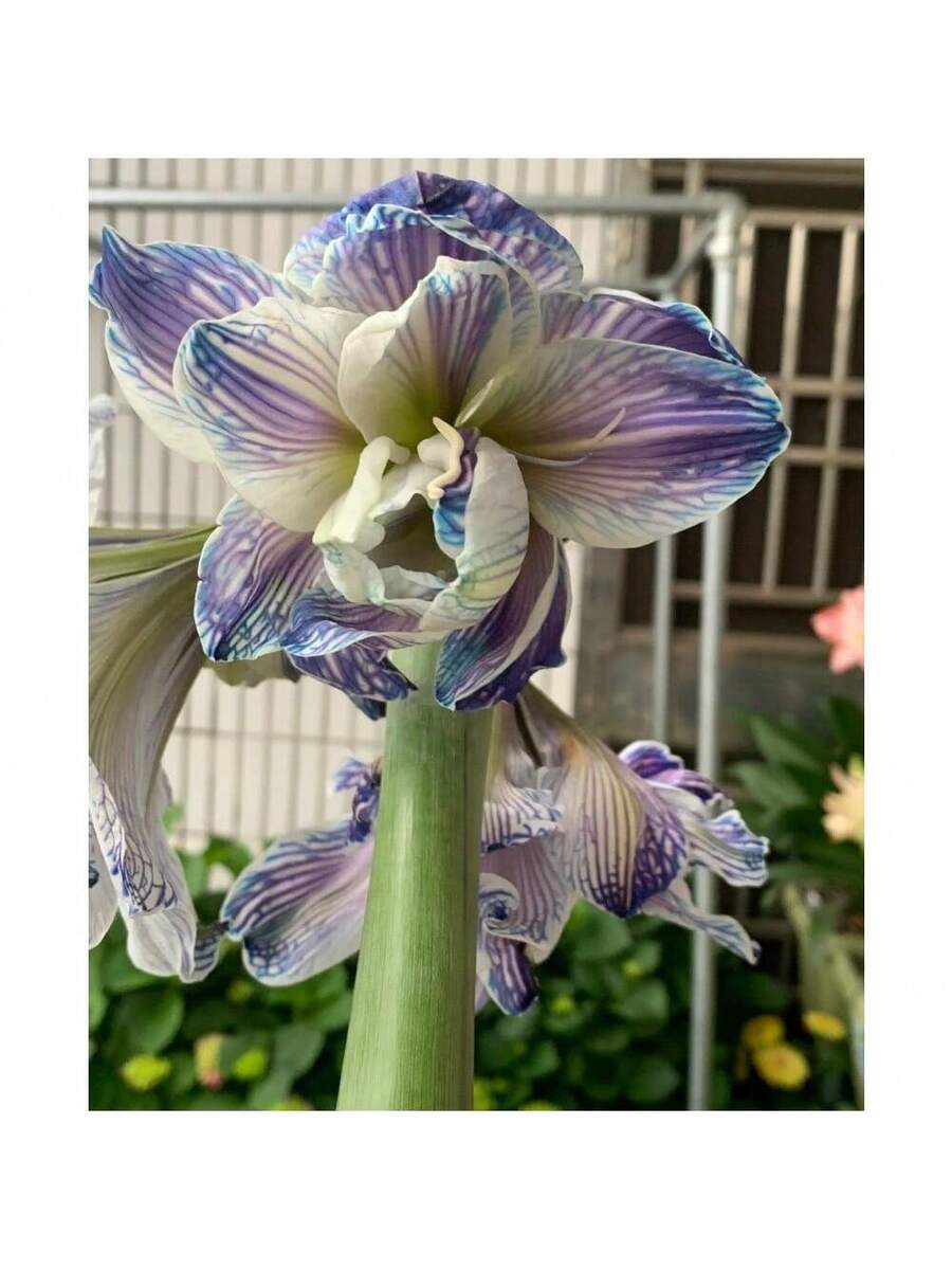 bulbo de flor Amaryllis