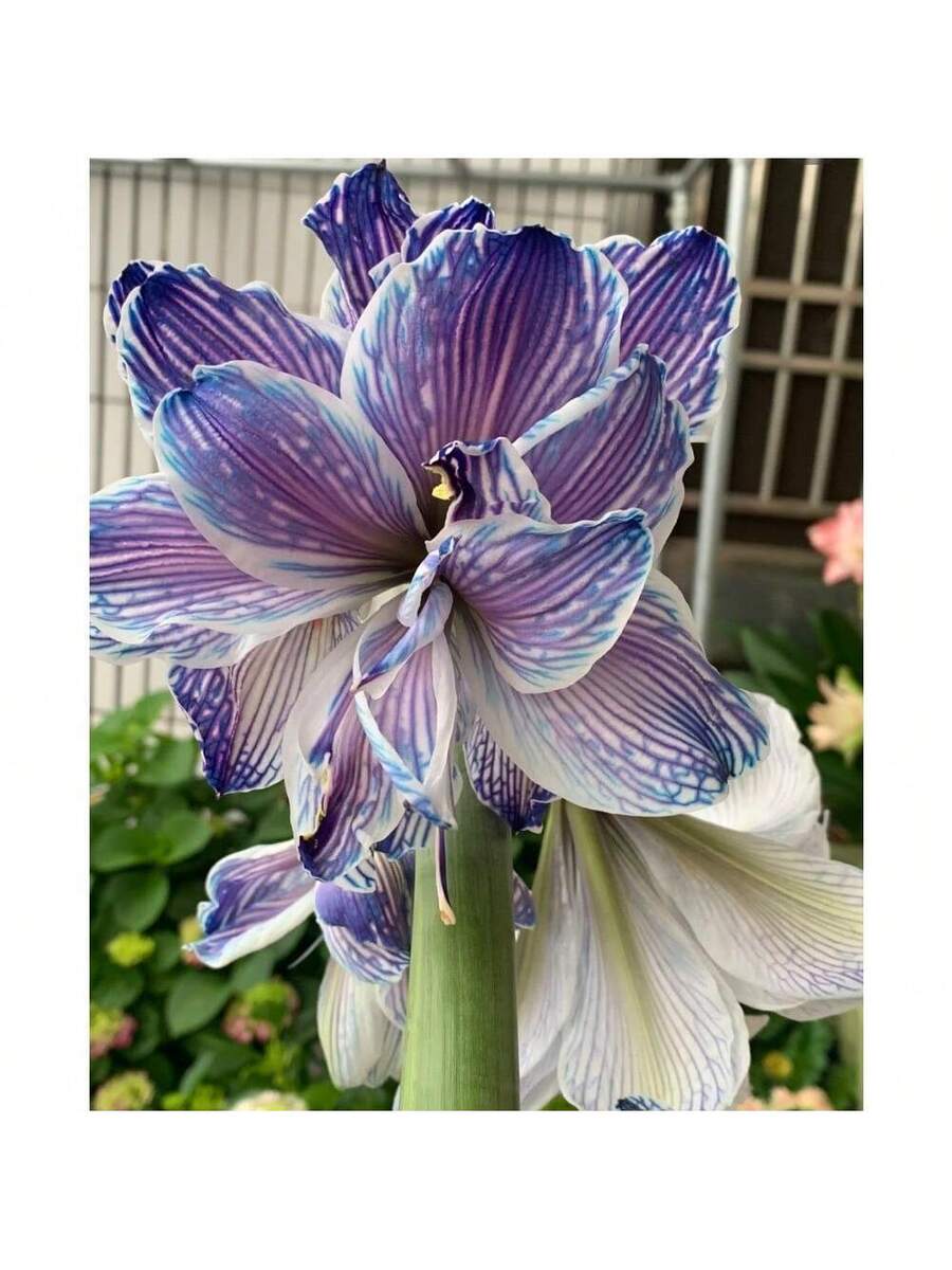 bulbo de flor Amaryllis