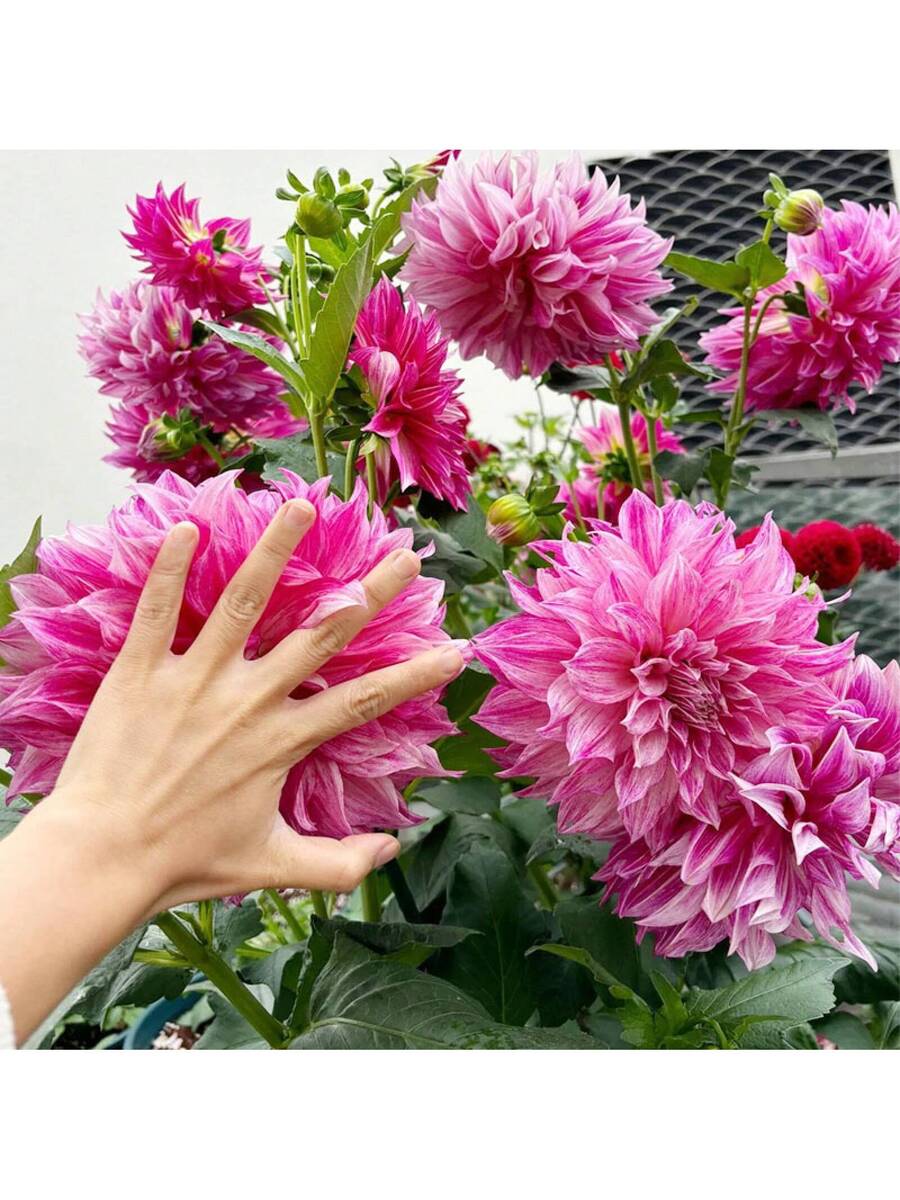 110 piezas de semillas de dalia gigante mixtas