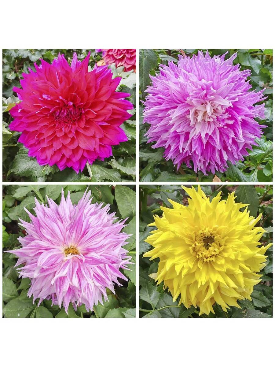 110 piezas de semillas de dalia gigante mixtas