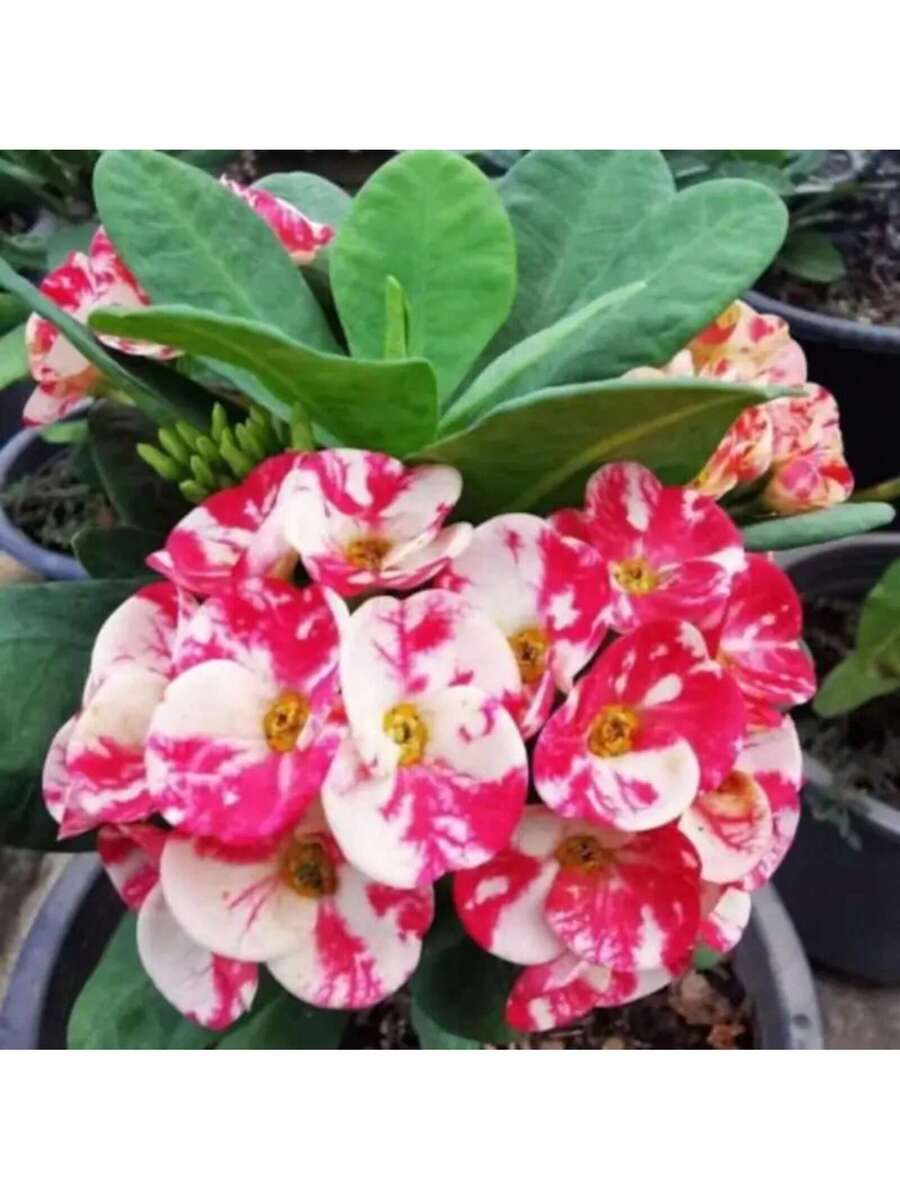 Semillas de flores Laikano Thorn Crown Euphorbia