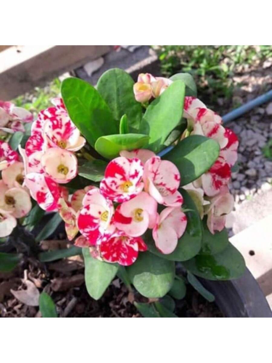 Semillas de flores Laikano Thorn Crown Euphorbia