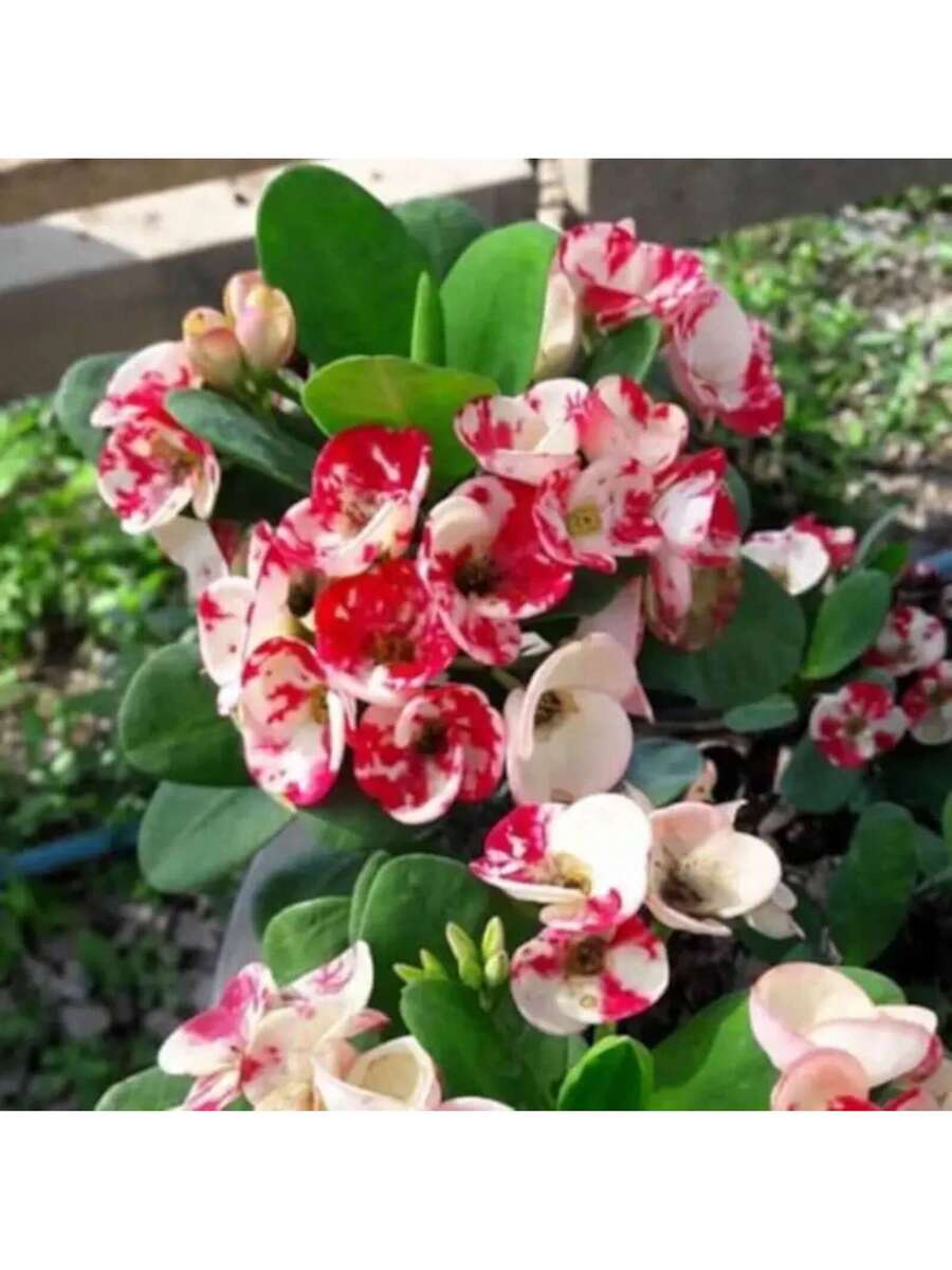 Semillas de flores Laikano Thorn Crown Euphorbia