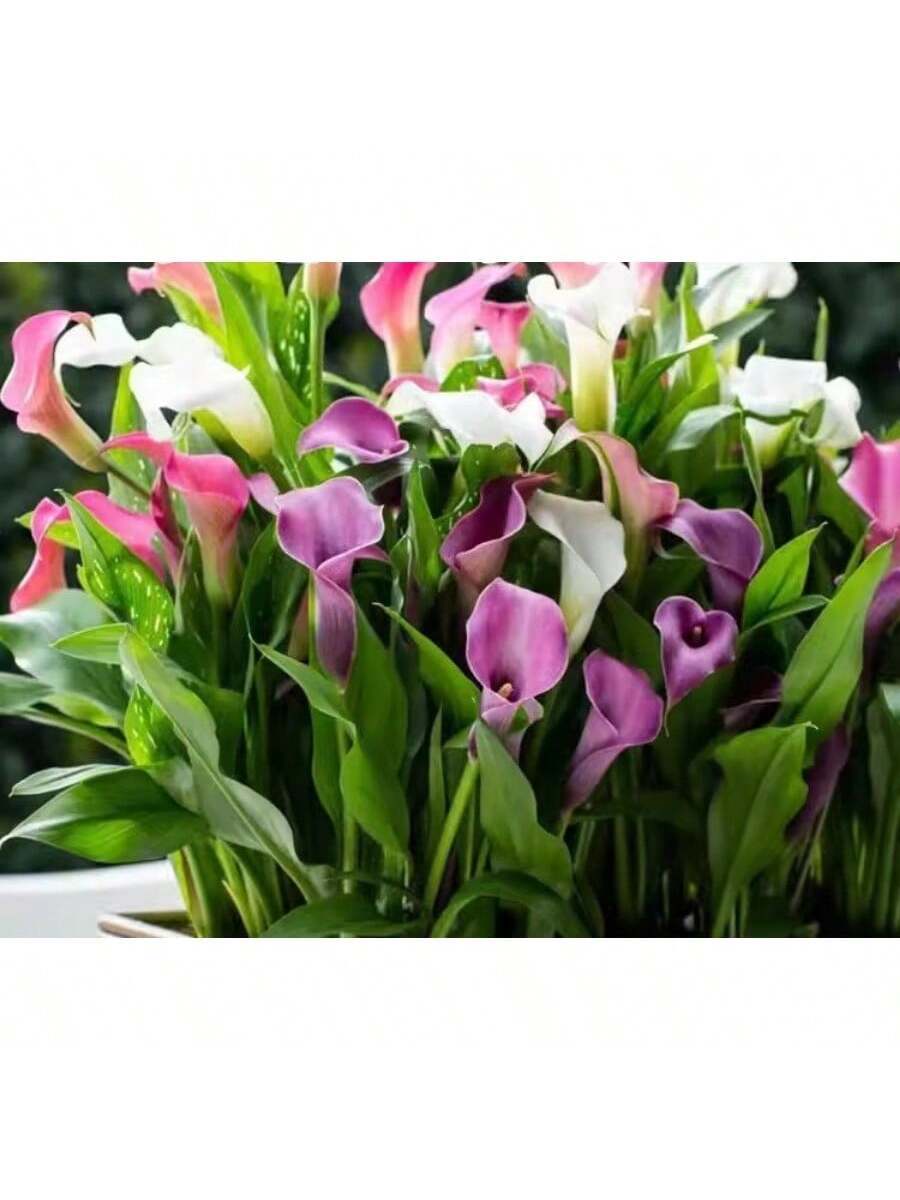 150 plantas de cala coloridas