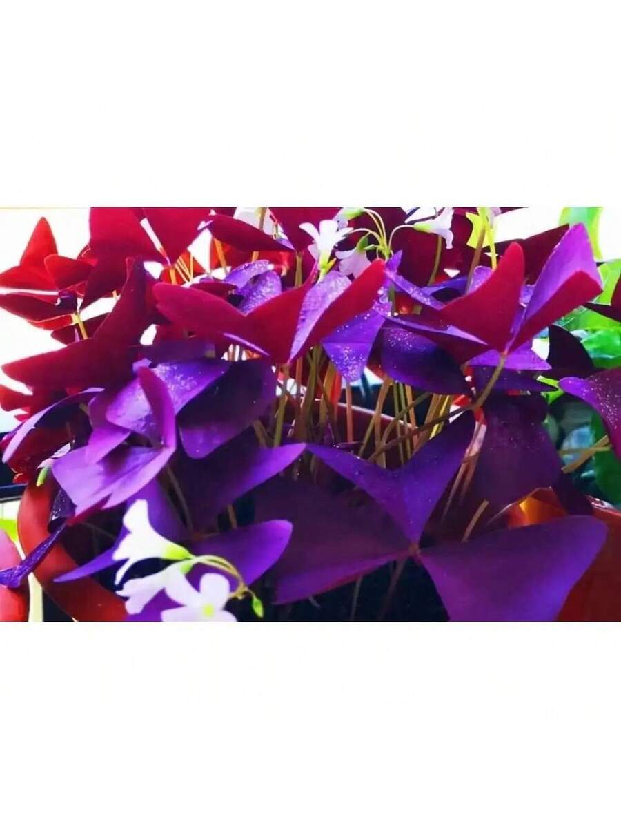 200 piezas de semillas de Oxalis