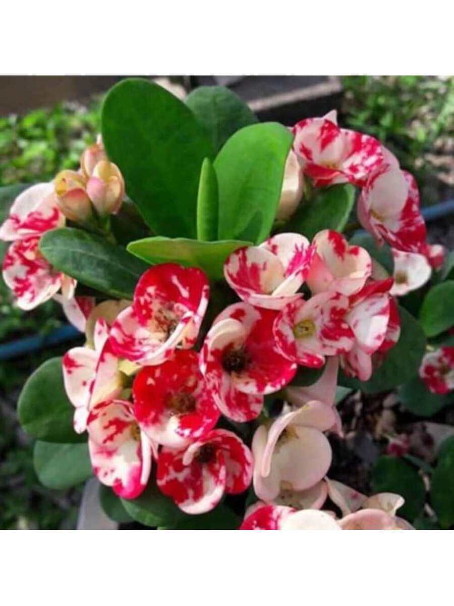 Semillas de flores Laikano Thorn Crown Euphorbia