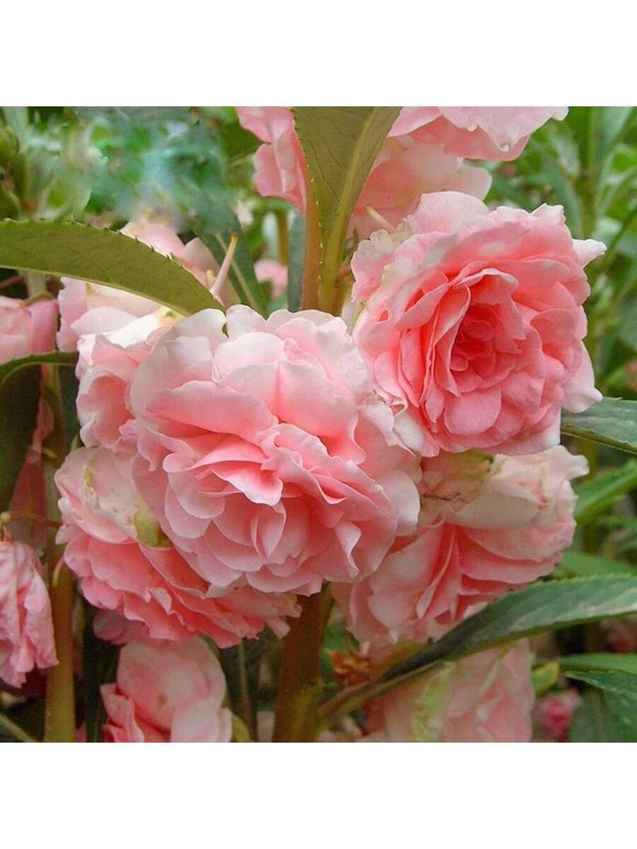 277 piezas de semillas mixtas de camelia indica doble
