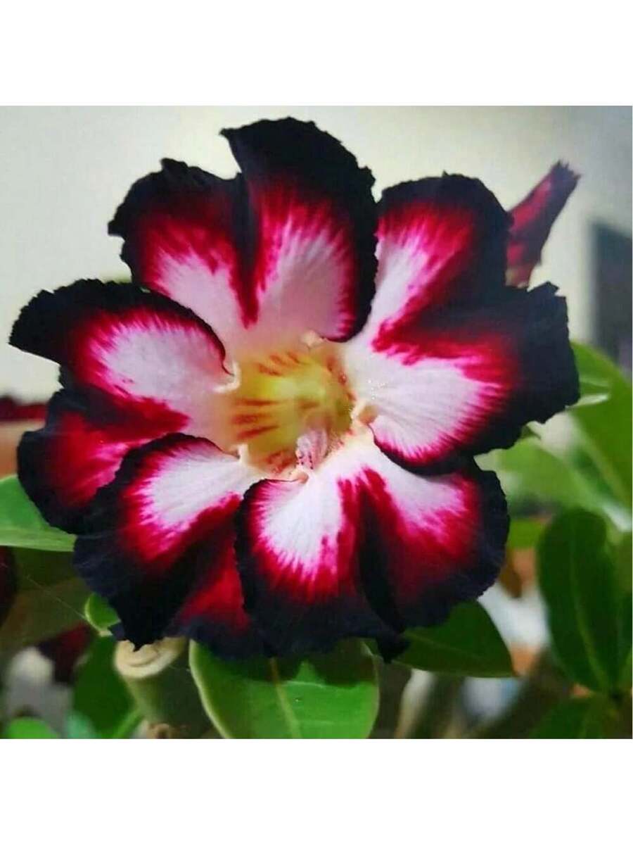 Semillas de Rosa del Desierto