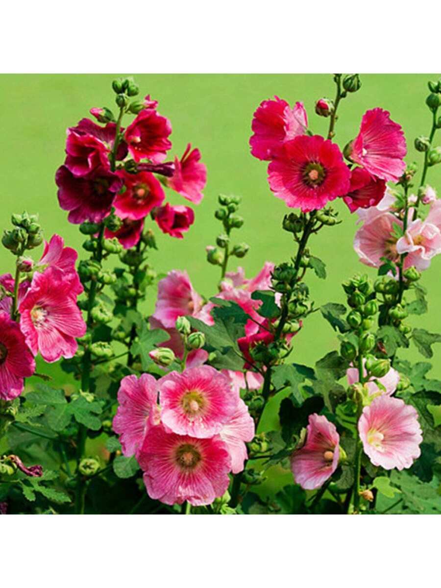 50 Semillas de Malva Real