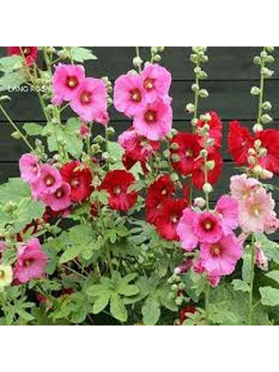 50 Semillas de Malva Real