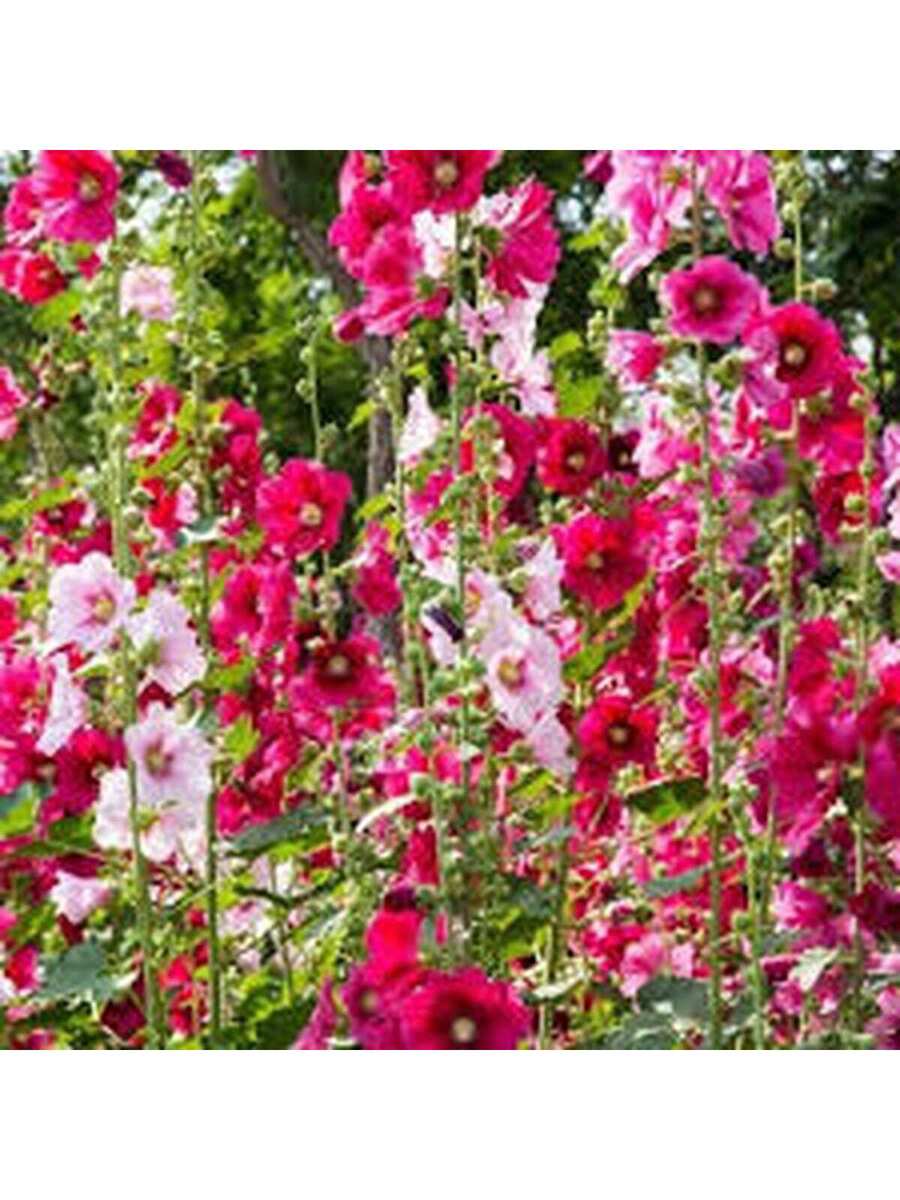 50 Semillas de Malva Real
