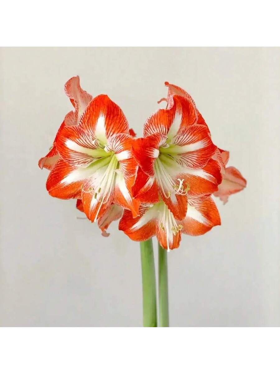 200 piezas de semillas de lirio de belladona