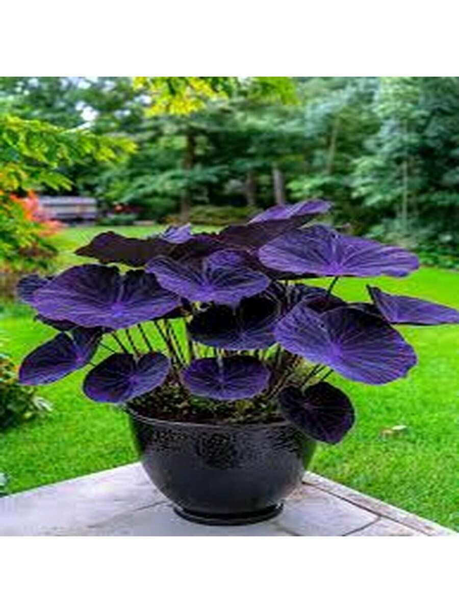 100 Semillas de Ipomoea Morada (Campanilla Morada)