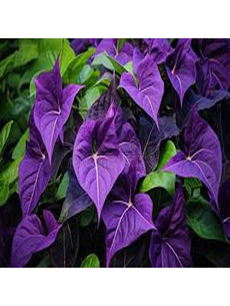 100 Semillas de Ipomoea Morada (Campanilla Morada)