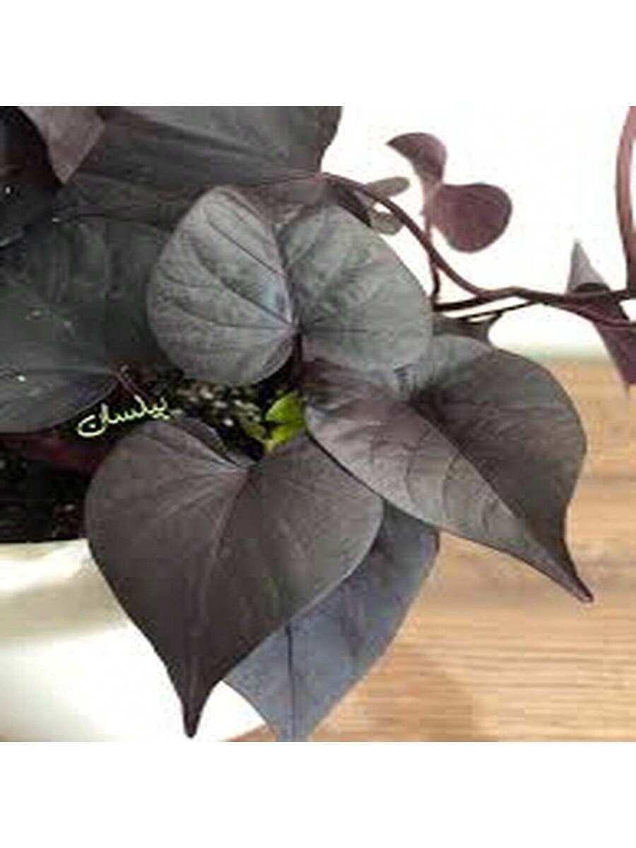 100 Semillas de Ipomoea Morada (Campanilla Morada)