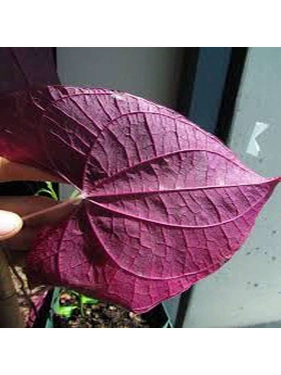 100 Semillas de Ipomoea Morada (Campanilla Morada)