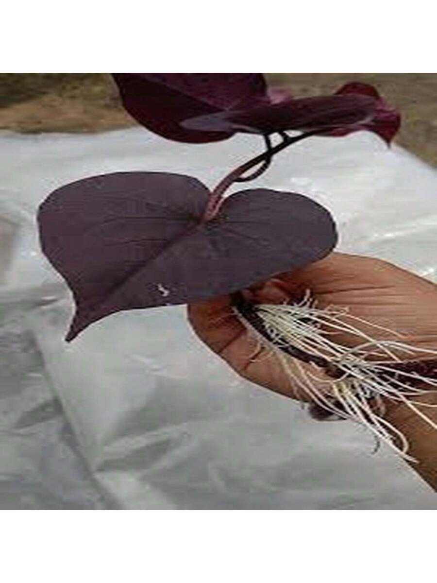 100 Semillas de Ipomoea Morada (Campanilla Morada)