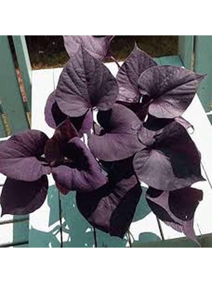 100 Semillas de Ipomoea Morada (Campanilla Morada)